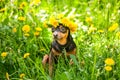 ÃÂ¡ute puppy, a dog in a wreath of spring flowers on a flowering Royalty Free Stock Photo